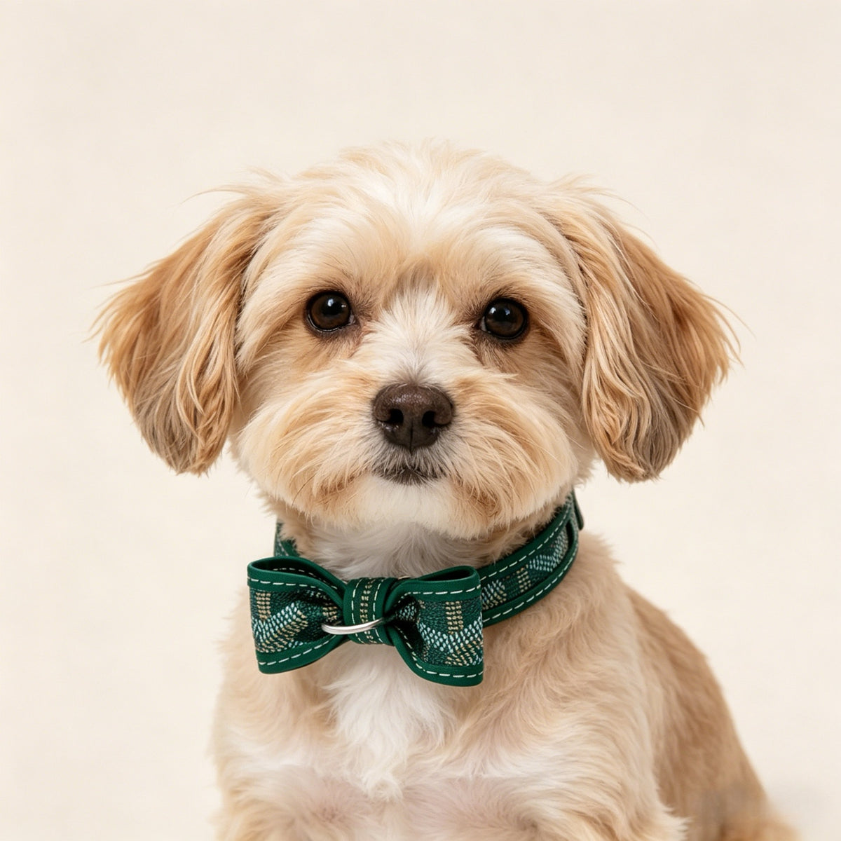 Bow Detail Pet Collar main product view