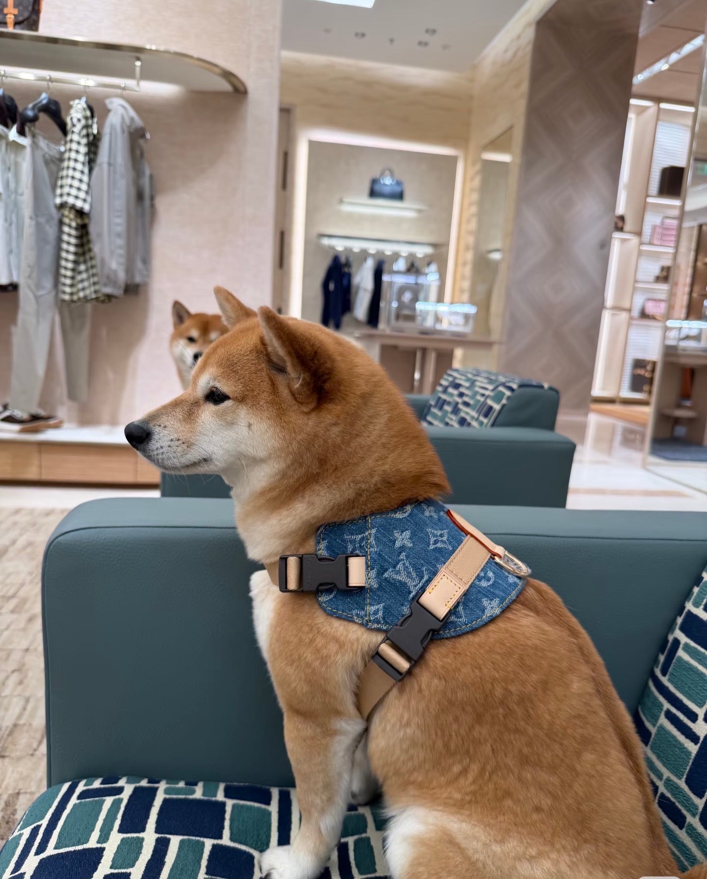 Adjustable Denim-Look Pet Harness Collection – Design 03 main product view
