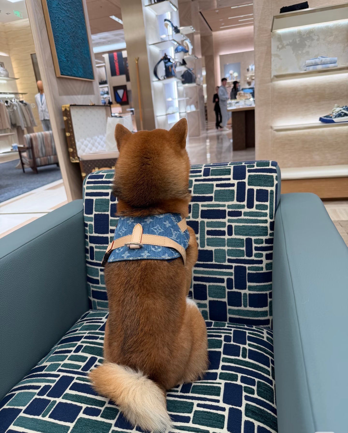 Adjustable Denim-Look Pet Harness Collection – Design 03 front view